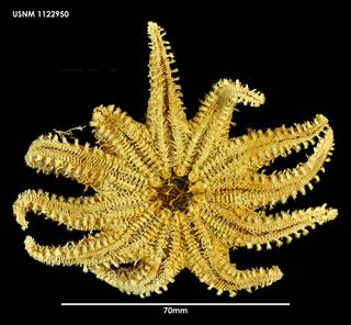 To NMNH Extant Collection (Crossaster campbellicus (1) 1122950)