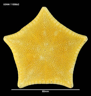 To NMNH Extant Collection (Pillsburiaster aoteanus, dorsal view)