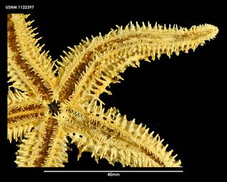 To NMNH Extant Collection (Sclerasterias mollis (2) 1122397)