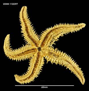 To NMNH Extant Collection (Sclerasterias mollis (1) 1122397)