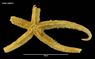 To NMNH Extant Collection (Zoroaster macracantha, dorsal view)