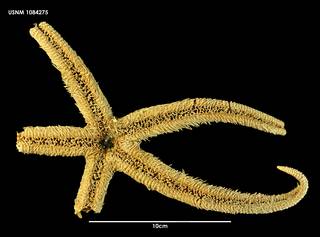 To NMNH Extant Collection (Zoroaster macracantha (1) 1084275)