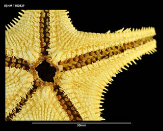 To NMNH Extant Collection (Plutonaster knoxi, ventral close-up view)