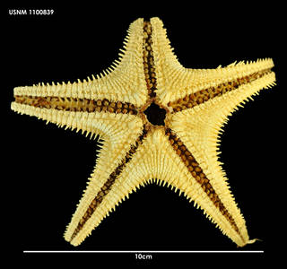 To NMNH Extant Collection (Plutonaster knoxi, ventral view)