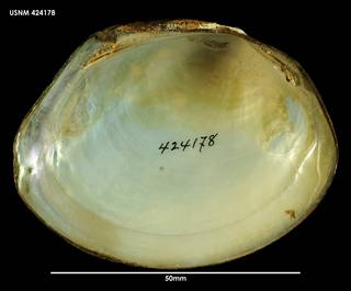 To NMNH Extant Collection (Echyridella menziesi (1) 424178)