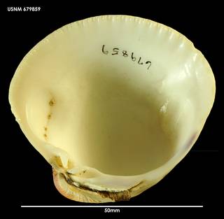 To NMNH Extant Collection (Chiene Austrevenus stutehburyi (1) 679859)