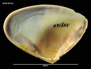 To NMNH Extant Collection (Donax deltoides, ventral view 347160)