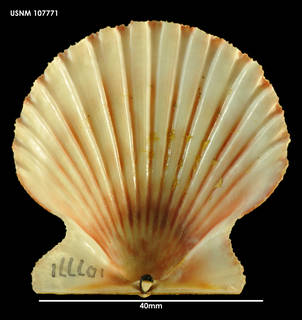 To NMNH Extant Collection (Aequipecten tehuelcus, ventral view)