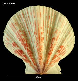 To NMNH Extant Collection (Mesopeplum caroli (1) 608355)