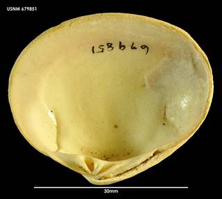 To NMNH Extant Collection (Tawera mawsoni, ventral view 679851)