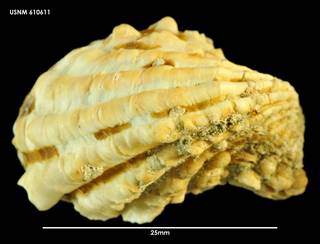 To NMNH Extant Collection (Cardita aoteana, dorsal view 610611)