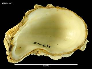 To NMNH Extant Collection (Cardita aoteana, ventral view 610611)
