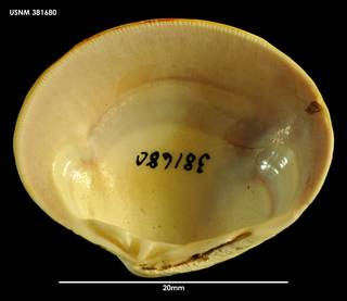 To NMNH Extant Collection (Tawera gayi, ventral view 381680)