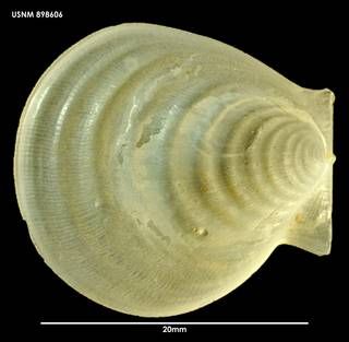 To NMNH Extant Collection (Hyalopecten undatus (1) 898606)