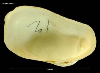 To NMNH Extant Collection (Hiatella arctica (1) 360451)