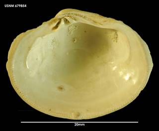 To NMNH Extant Collection (Plurigens phenax (1) 679854)