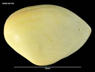 To NMNH Extant Collection (Corbula Anisocorbula zelandica 601962)
