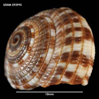 To NMNH Extant Collection (Heliacus variegatus, lateral view 593995)