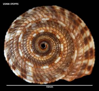 To NMNH Extant Collection (Heliacus variegatus, apical view 593995)