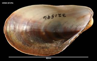 To NMNH Extant Collection (Modiolus areolatus (1) 321596)