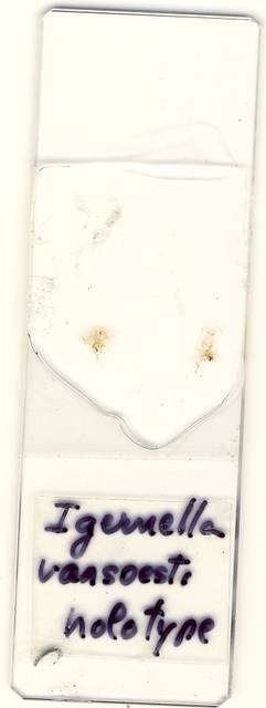 To NMNH Extant Collection (USNM 1128569 Igernella vansoesti)
