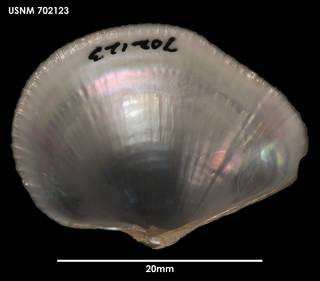 To NMNH Extant Collection (Euciroa galatheae photo2 702123)