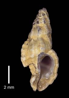 To NMNH Extant Collection (IZ MOL 869514 Shell)