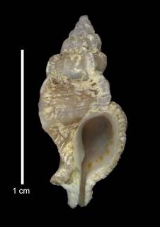To NMNH Extant Collection (IZ MOL 859836 Shell)