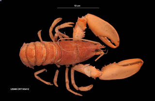 To NMNH Extant Collection (Homarus americanus Milne Edwards, 1837 (USNM CRT 185412) dorsal view)