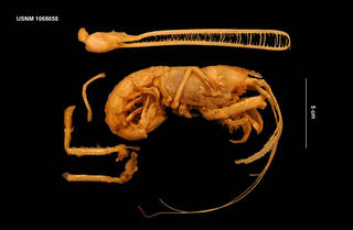 To NMNH Extant Collection (Thaumastocheles zaleucus (Thomson, 1873) (USNM 1068658) lateral view)
