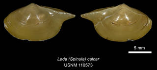 To NMNH Extant Collection (IZ MOL 110573 Leda (Spinula) calcar Holotype)