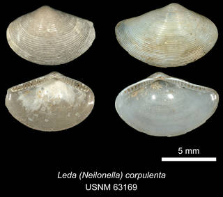To NMNH Extant Collection (IZ MOL 63169 Leda (Neilonella) corpulenta Syntype)