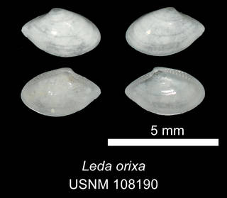 To NMNH Extant Collection (IZ MOL 108190 Leda orixa Syntype)