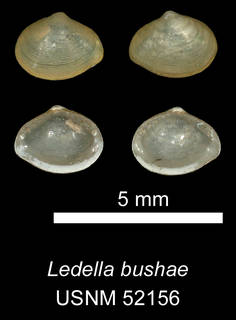 To NMNH Extant Collection (IZ MOL 52156 Ledella bushae Holotype)