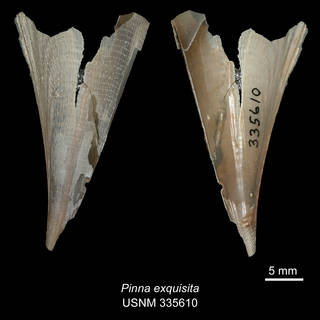 To NMNH Extant Collection (IZ MOL 335610 Pinna exquisita Holotype)