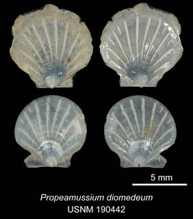 To NMNH Extant Collection (IZ MOL 190442 Propeamussium diomedeum Holotype)