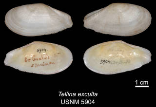 To NMNH Extant Collection (IZ MOL 5904 Tellina exculta Holotype)