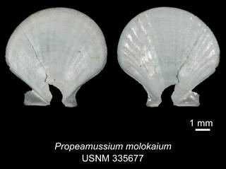 To NMNH Extant Collection (IZ MOL 335677 Propeamussium molokaium Holotype)