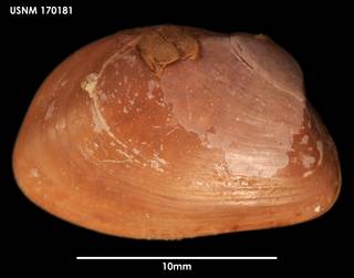 To NMNH Extant Collection (Gaimardia trapezina (1) USNM 170181)