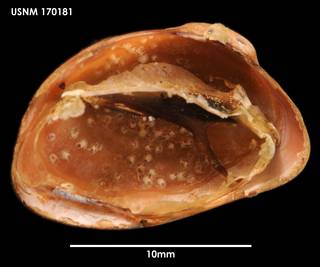 To NMNH Extant Collection (Gaimardia trapezina (2) USNM 170181)