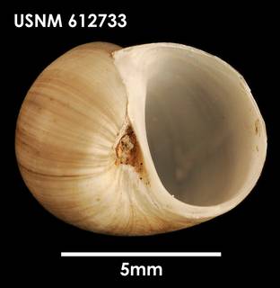 To NMNH Extant Collection (Falsilunatia delicatula (1) USNM 612733)