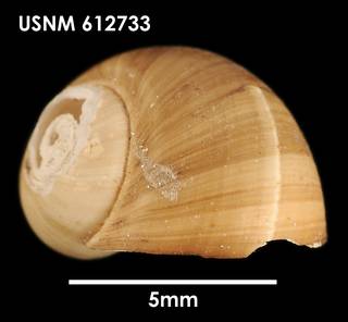 To NMNH Extant Collection (Falsilunatia delicatula (2) USNM 612733)