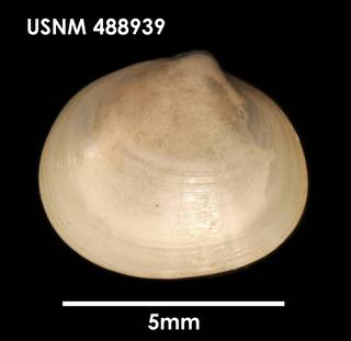 To NMNH Extant Collection (Kellia simulans (1) USNM 488939)