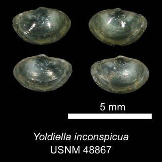 To NMNH Extant Collection (IZ MOL 48867 Yoldiella inconspicua Holotype)