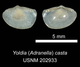 To NMNH Extant Collection (IZ MOL 202933 Yoldia (Adranella) casta Holotype)