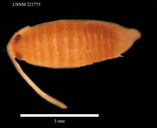 To NMNH Extant Collection (Eurydice longicornis Studer, USNM 221775, dorsal view)