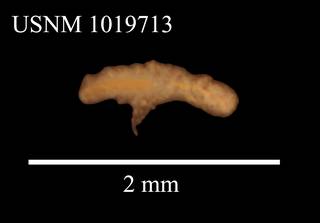 To NMNH Extant Collection (Iais elongata Siversten & Holthuis, USNM 1019713, dorsal view)