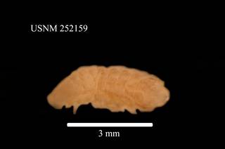 To NMNH Extant Collection (Joeropsis beuroisi Kensley, USNM 252159, lateral view)