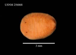 To NMNH Extant Collection (Plakarthrium punctatissmum, USNM 256068, dorsal)