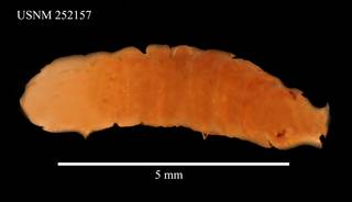 To NMNH Extant Collection (Stenetrium crassimanus Barnard, USNM 252157, dorsal)
